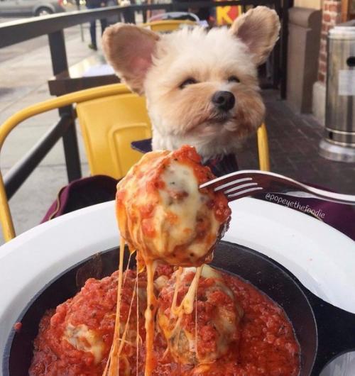 Пёс - Гурман папай. 03