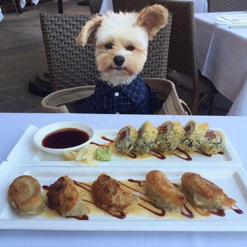 Пёс - Гурман папай. 02