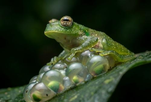 Эта амфибия обладает уникальной анатомией: сквозь тонкую кожу на животе отчетливо видны сердце, печень, кишечник, а у самок - икра. 02