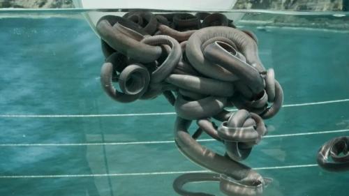 Миксины - одни из самых примитивных позвоночных на планете, хотя технически они Беспозвоночные Позвоночные. 02 Миксины - одни из самых примитивных позвоночных на планете, хотя технически они Беспозвоночные Позвоночные. 02