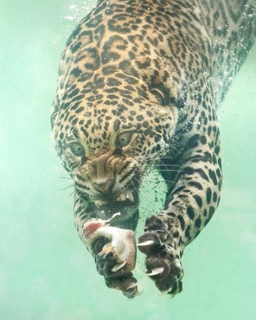 Фотограф Герберт ван дер бик сумел запечатлеть уникальный момент подводной охоты ягуара в зоопарке бордо пессак во Франции. 04