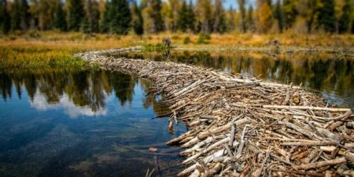 Инженеры из мира дикой природы создают невероятно прочные конструкции, которые невозможно разобрать вручную. 02