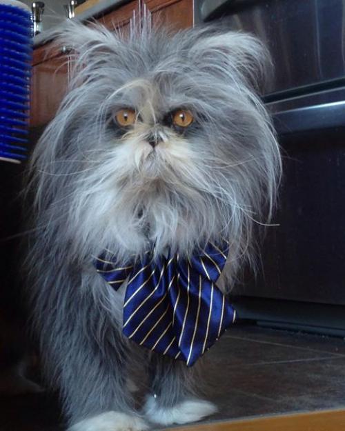 Кот из Канады, который выглядит как чокнутый профессор. 07