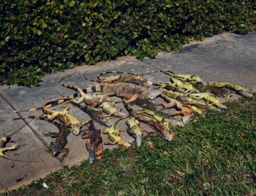 31 января 2026 года во флориде произошло то, что местные жители назвали Дождем из Игуан. 03