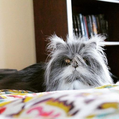 Кот из Канады, который выглядит как чокнутый профессор. 08