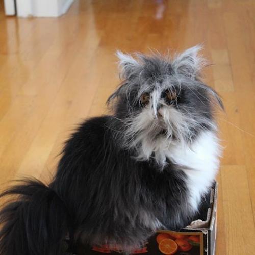 Кот из Канады, который выглядит как чокнутый профессор. 05