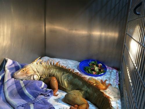 31 января 2026 года во флориде произошло то, что местные жители назвали Дождем из Игуан. 04