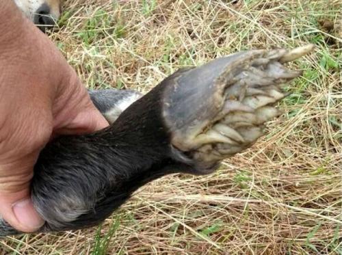 Как выглядят копыта новорожденного жеребенка. 02