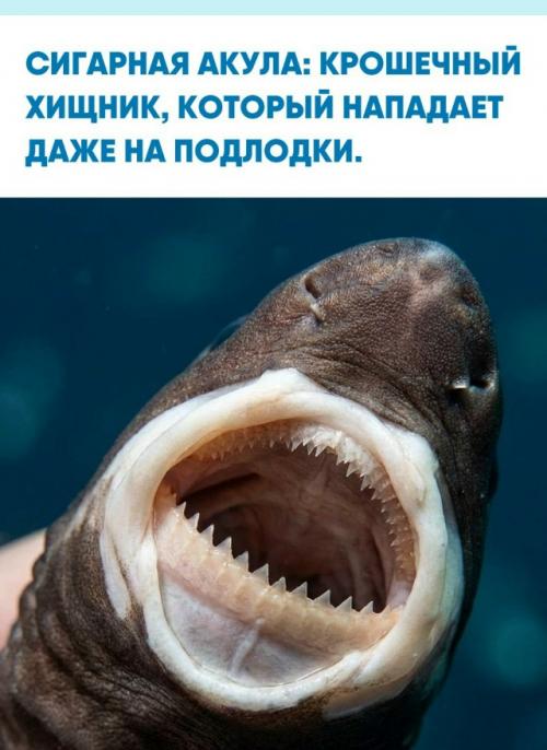 Эта акула в среднем вырастает всего до 50 см, но при этом отличается крайне агрессивным поведением.  