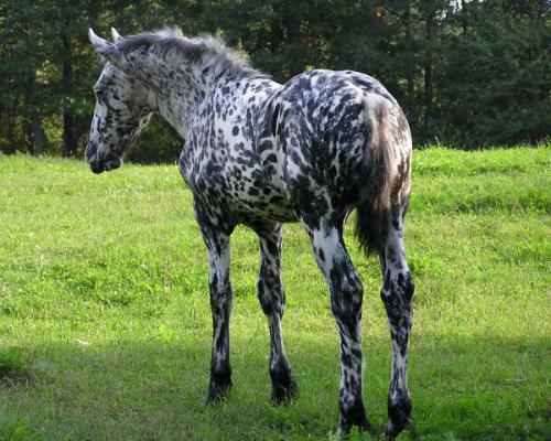 Аппалузская лошадь - порода с необычным пятнистым окрасом, выведенная североамериканскими индейцами из европейских коней. 01
