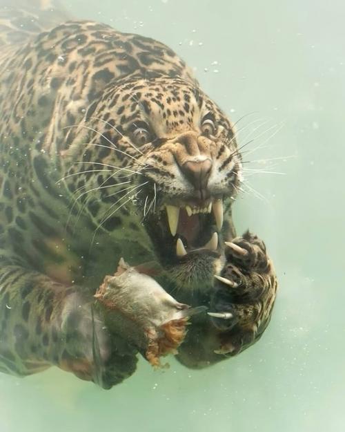 Фотограф Герберт ван дер бик сумел запечатлеть уникальный момент подводной охоты ягуара в зоопарке бордо пессак во Франции. 03