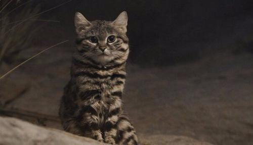 Африканский дикий кот породы Черноногая Кошка - один из самых маленьких представителей вида.