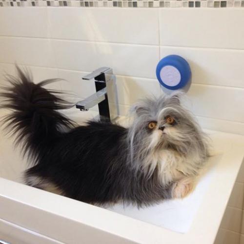 Кот из Канады, который выглядит как чокнутый профессор.