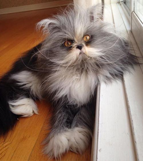 Кот из Канады, который выглядит как чокнутый профессор. 03