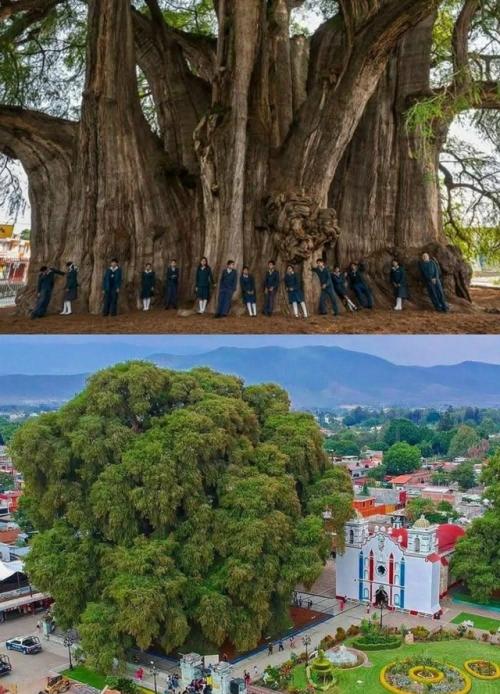 Гигант, забытый временем - дерево Туле.

