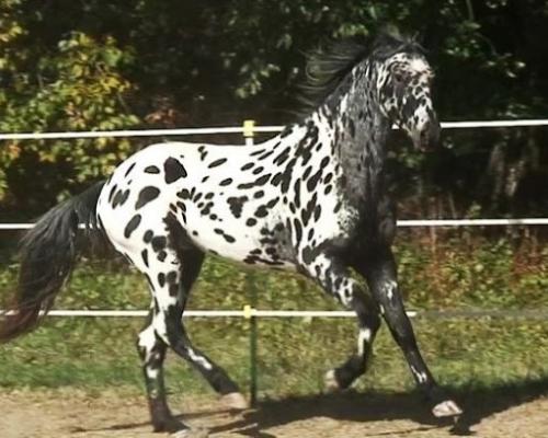 Аппалузская лошадь - порода с необычным пятнистым окрасом, выведенная североамериканскими индейцами из европейских коней. 02