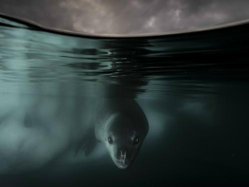 Выглядит как милый щенок (ну почти!  