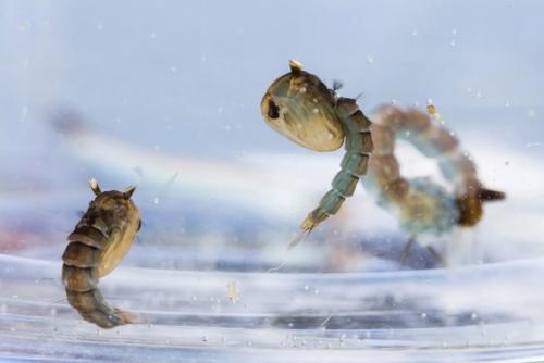 Правда ли, что насекомое внутри куколки полностью растворяется и пересобирается заново? 04 Правда ли, что насекомое внутри куколки полностью растворяется и пересобирается заново? 04