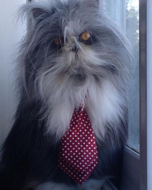 Кот из Канады, который выглядит как чокнутый профессор. 06