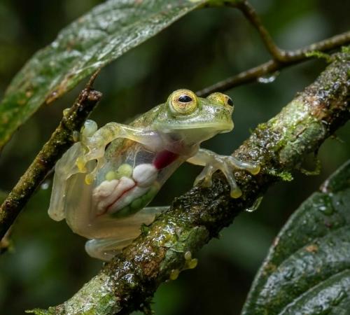 Эта амфибия обладает уникальной анатомией: сквозь тонкую кожу на животе отчетливо видны сердце, печень, кишечник, а у самок - икра. 01