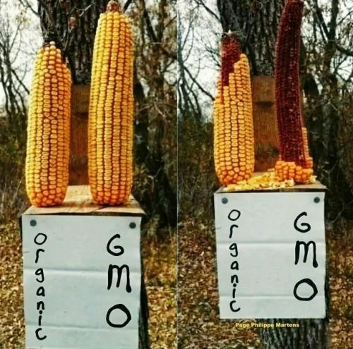 Эксперимент, проведенный студентами в Англии с гмо - продуктами, дал интересный результат. 

