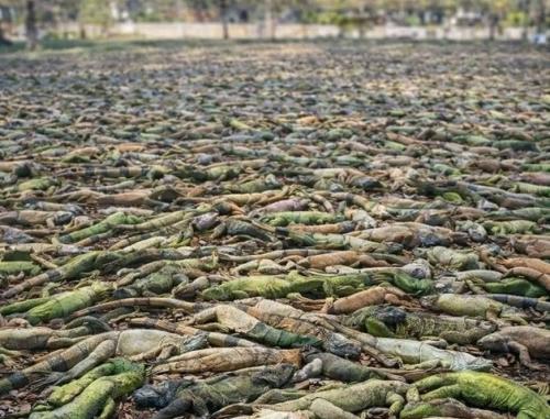 31 января 2026 года во флориде произошло то, что местные жители назвали 