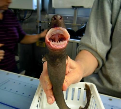 Эта акула в среднем вырастает всего до 50 см, но при этом отличается крайне агрессивным поведением. 01