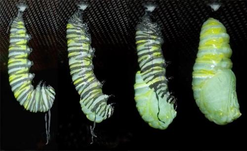 Правда ли, что насекомое внутри куколки полностью растворяется и пересобирается заново? 01 Правда ли, что насекомое внутри куколки полностью растворяется и пересобирается заново? 01