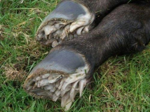 Как выглядят копыта новорожденного жеребенка. 03