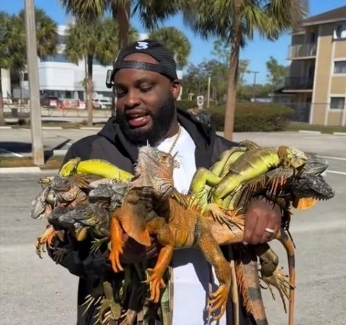 31 января 2026 года во флориде произошло то, что местные жители назвали Дождем из Игуан. 05