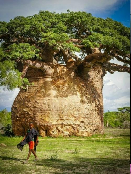 Баобаб - это не просто растение, это легенда, живой символ Африки и одно из самых удивительных творений природы.  