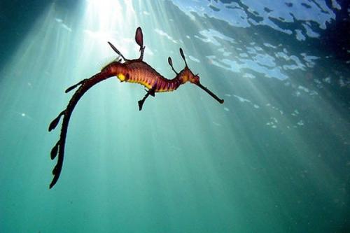 Морской дракон - водоросль.