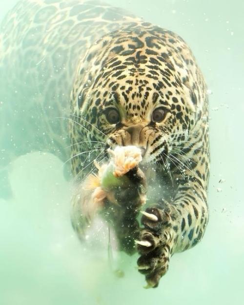 Фотограф Герберт ван дер бик сумел запечатлеть уникальный момент подводной охоты ягуара в зоопарке бордо пессак во Франции. 01