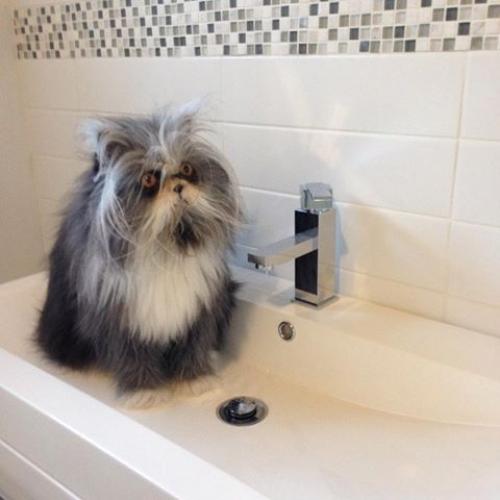 Кот из Канады, который выглядит как чокнутый профессор. 04