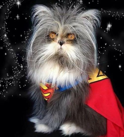 Кот из Канады, который выглядит как чокнутый профессор. 02