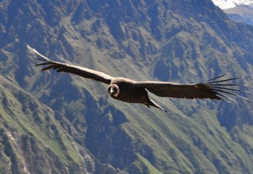 Каньон колка - самый глубокий каньон в мире. 06