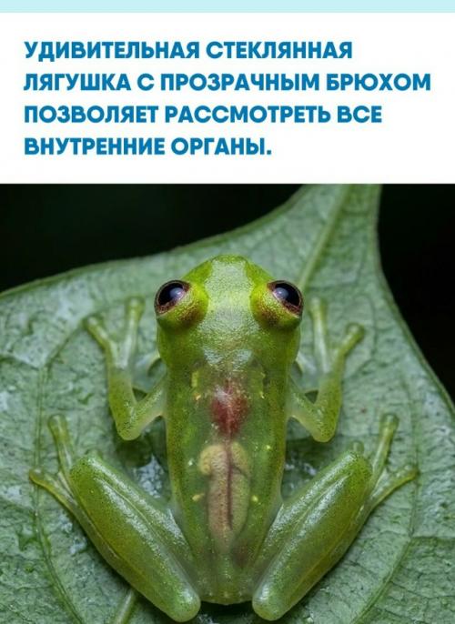 Эта амфибия обладает уникальной анатомией: сквозь тонкую кожу на животе отчетливо видны сердце, печень, кишечник, а у самок - икра.  