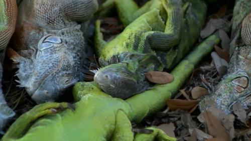 31 января 2026 года во флориде произошло то, что местные жители назвали Дождем из Игуан. 07