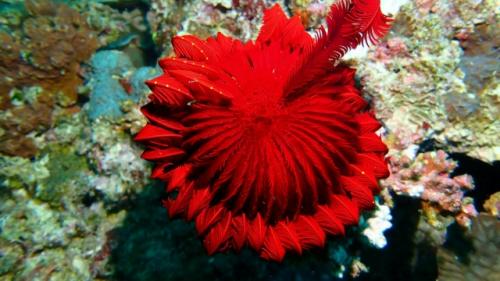 В реках Англии веками находили маленькие каменные Звёздочки. 02