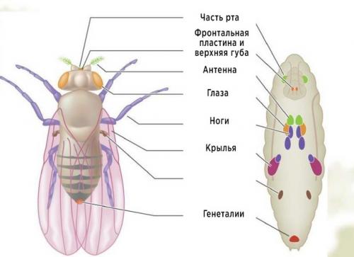 Правда ли, что насекомое внутри куколки полностью растворяется и пересобирается заново? 05 Правда ли, что насекомое внутри куколки полностью растворяется и пересобирается заново? 05