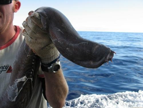 Миксины - одни из самых примитивных позвоночных на планете, хотя технически они 