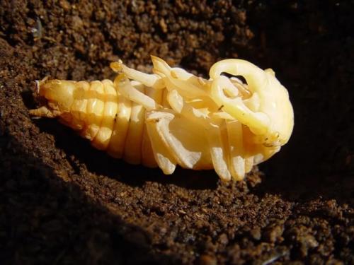 Правда ли, что насекомое внутри куколки полностью растворяется и пересобирается заново? 02 Правда ли, что насекомое внутри куколки полностью растворяется и пересобирается заново? 02