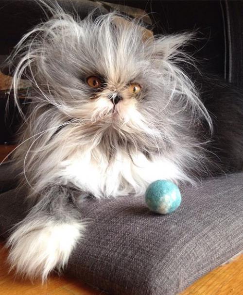 Кот из Канады, который выглядит как чокнутый профессор. 01