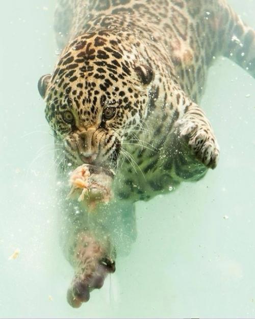 Фотограф Герберт ван дер бик сумел запечатлеть уникальный момент подводной охоты ягуара в зоопарке бордо пессак во Франции. 02