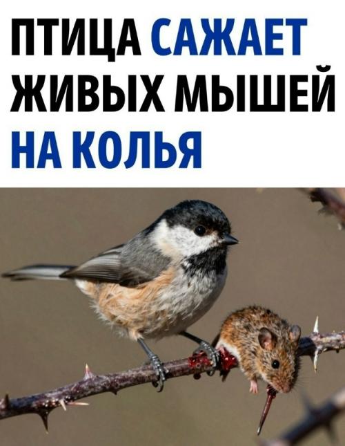 Эта небольшая птичка, по размеру напоминающая воробья, кажется, будто она сбежала с рождественской открытки. 

