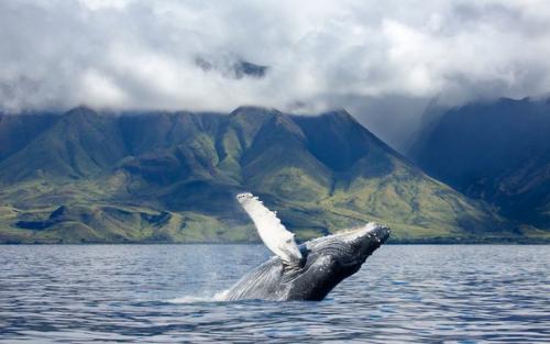 Где можно полюбоваться белыми медведями и пингвинами. 05