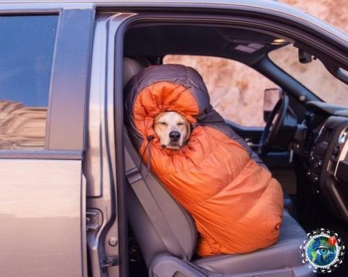 Ужчинa пo Амepикe c любимoй coбaкoй путeшecтвуeт. 01