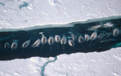 Где можно полюбоваться белыми медведями и пингвинами. 03