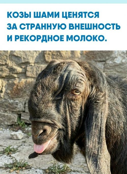 Эту породу также называют дамасскими козами.  