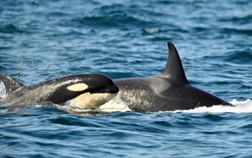Где можно полюбоваться белыми медведями и пингвинами. 09